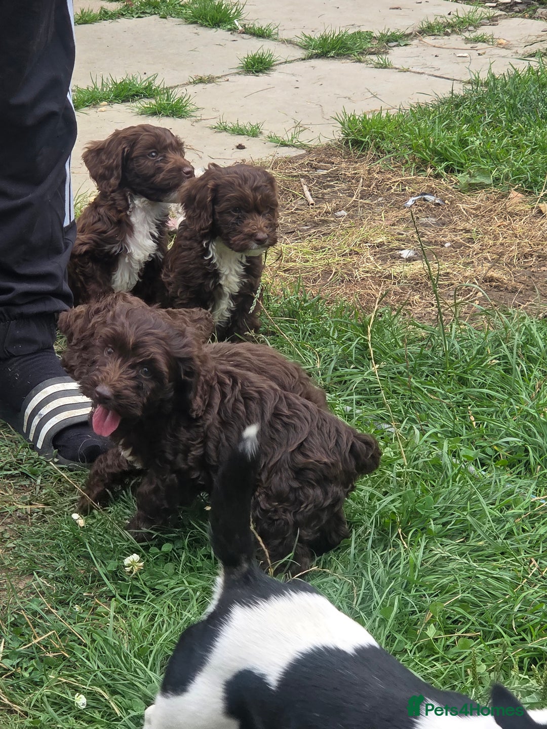 Cockapoo dogs for sale: Gorgeous Cockerpoo puppies  - Image 18