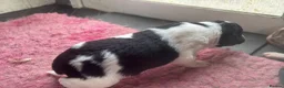 Border Collie dogs for sale: Border Collie puppies in Launceston - Advert 7