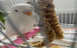 Budgerigars birds for sale: BABY BUDGIES FOR SALE  - Image 1