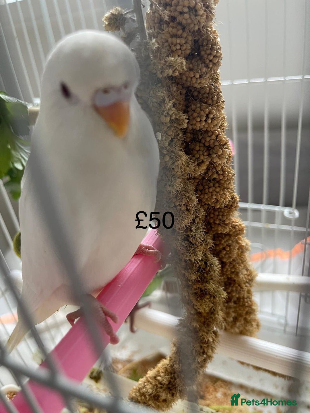 Budgerigars birds for sale: BABY BUDGIES FOR SALE  - Image 1