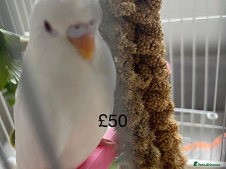 Budgerigars birds - Advert 11