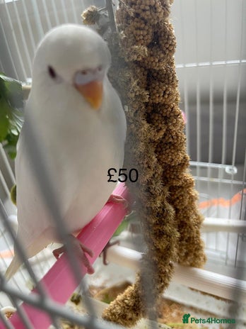 Budgerigars birds - Advert 5