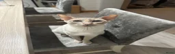 British Shorthair cats for sale: British Short Hair X Siamese  - Advert 2