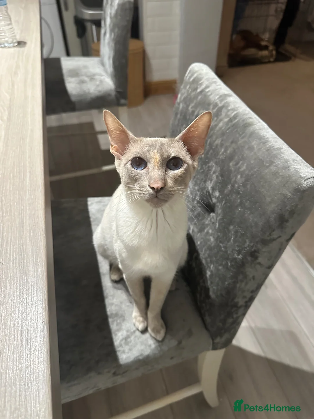 British Shorthair cats for sale: British Short Hair X Siamese  - Advert 2