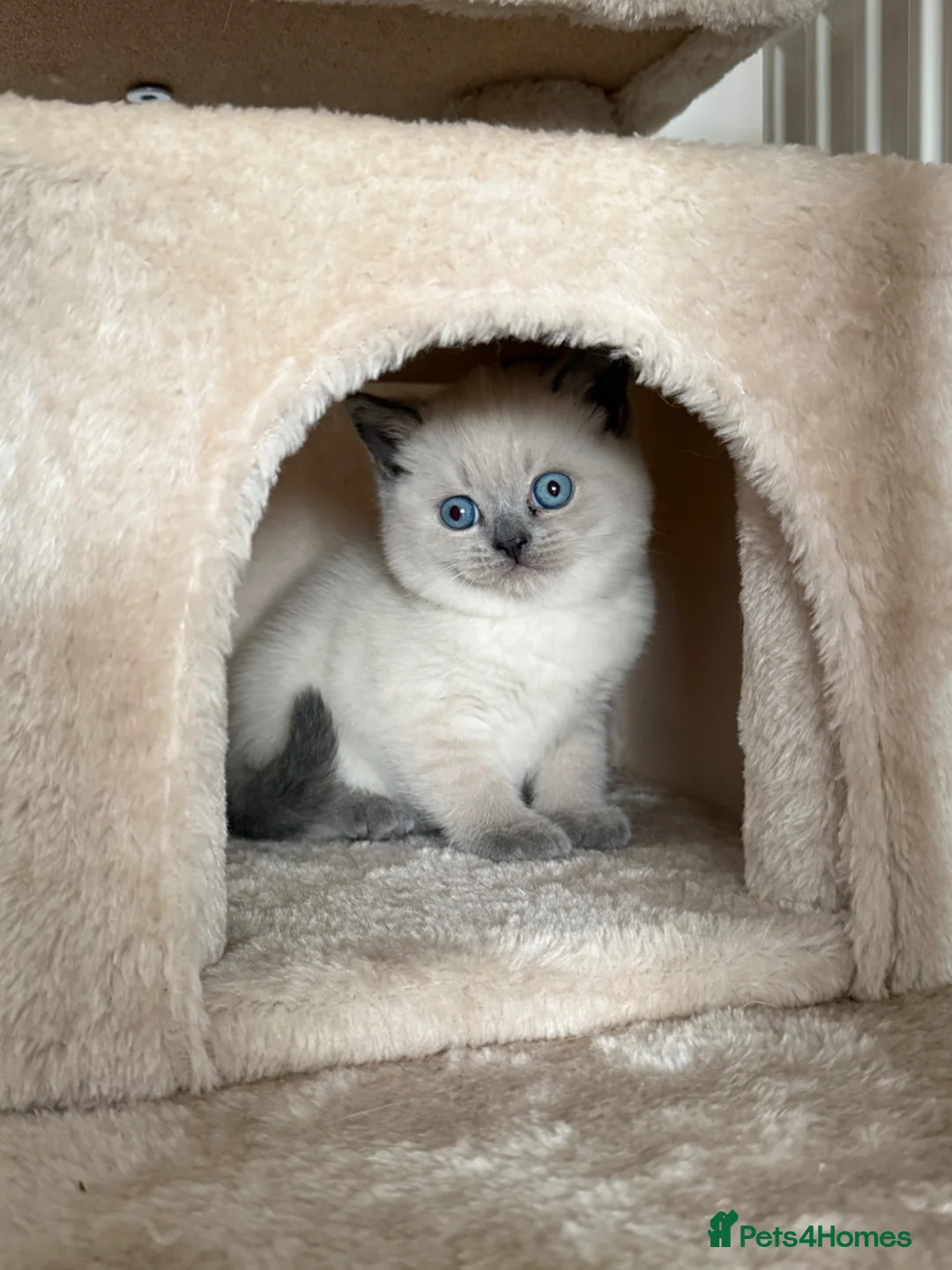 British Shorthair cats for sale: Scottish Shorthair and British Shorthair  - Advert 2