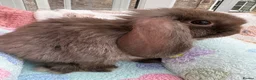 Mini Lop rabbits for sale: Mini lops-raised indoors-vaccinated  - Advert 5