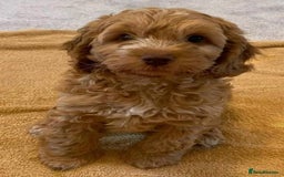 Cavapoo dogs for sale: Cavapoo puppies - Image 4