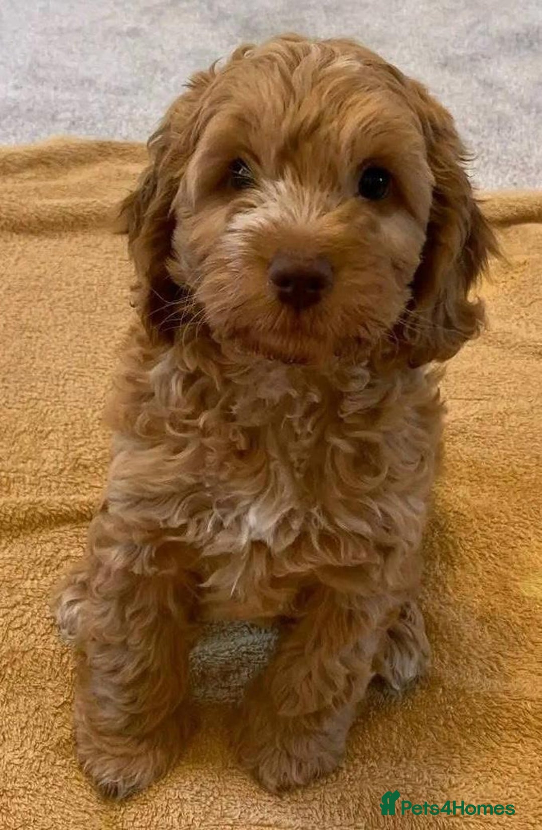 Cavapoo dogs for sale: Cavapoo puppies - Image 4