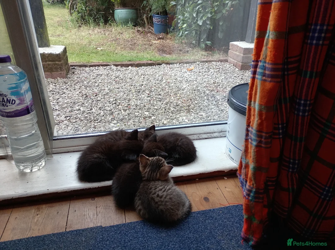 Mixed Breed cats for sale: kittens - Advert 2