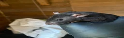 Rat rodents for sale: 6 male rats for sale  - Advert 1