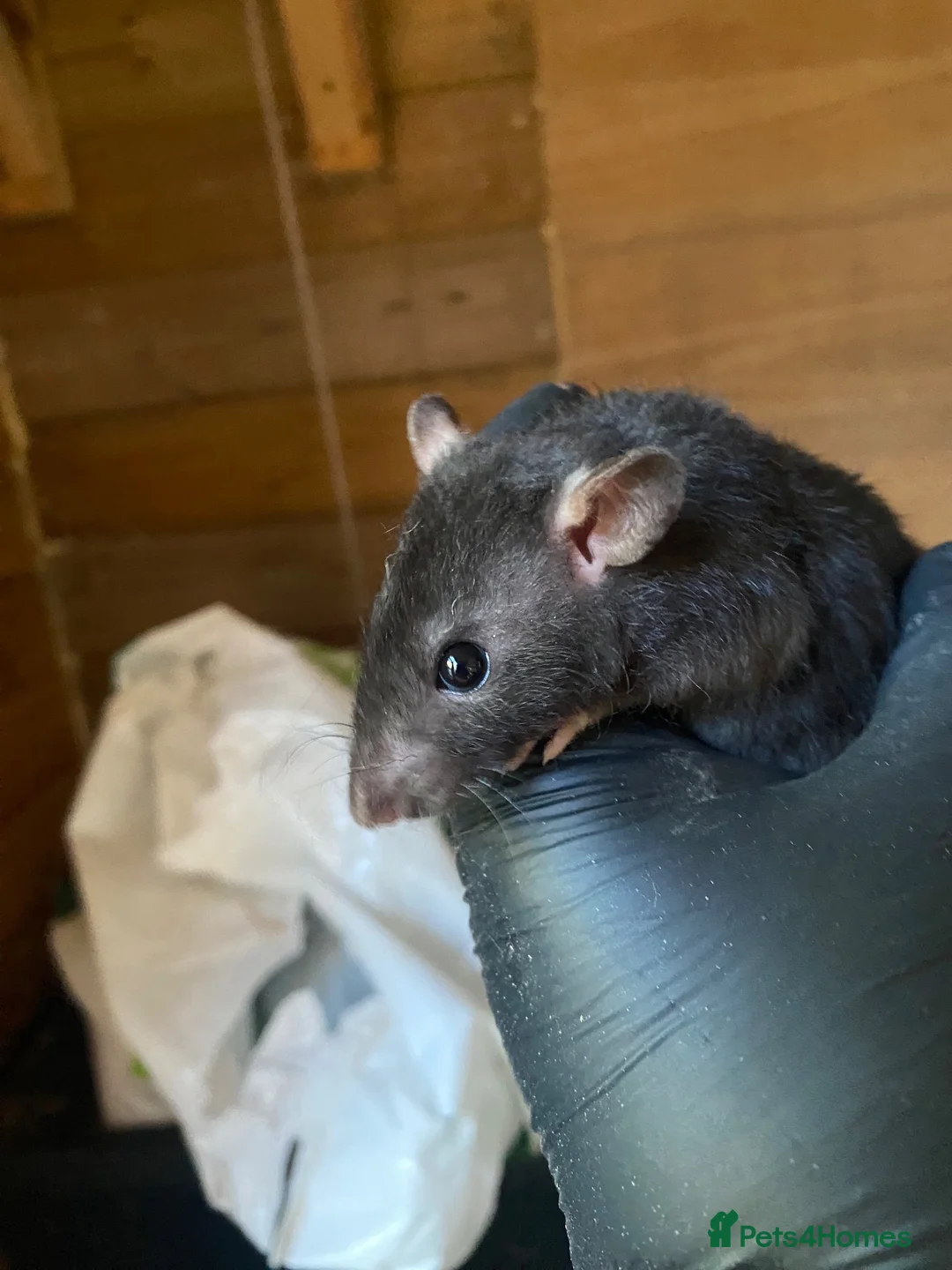 Rat rodents for sale: 6 male rats for sale  - Advert 1