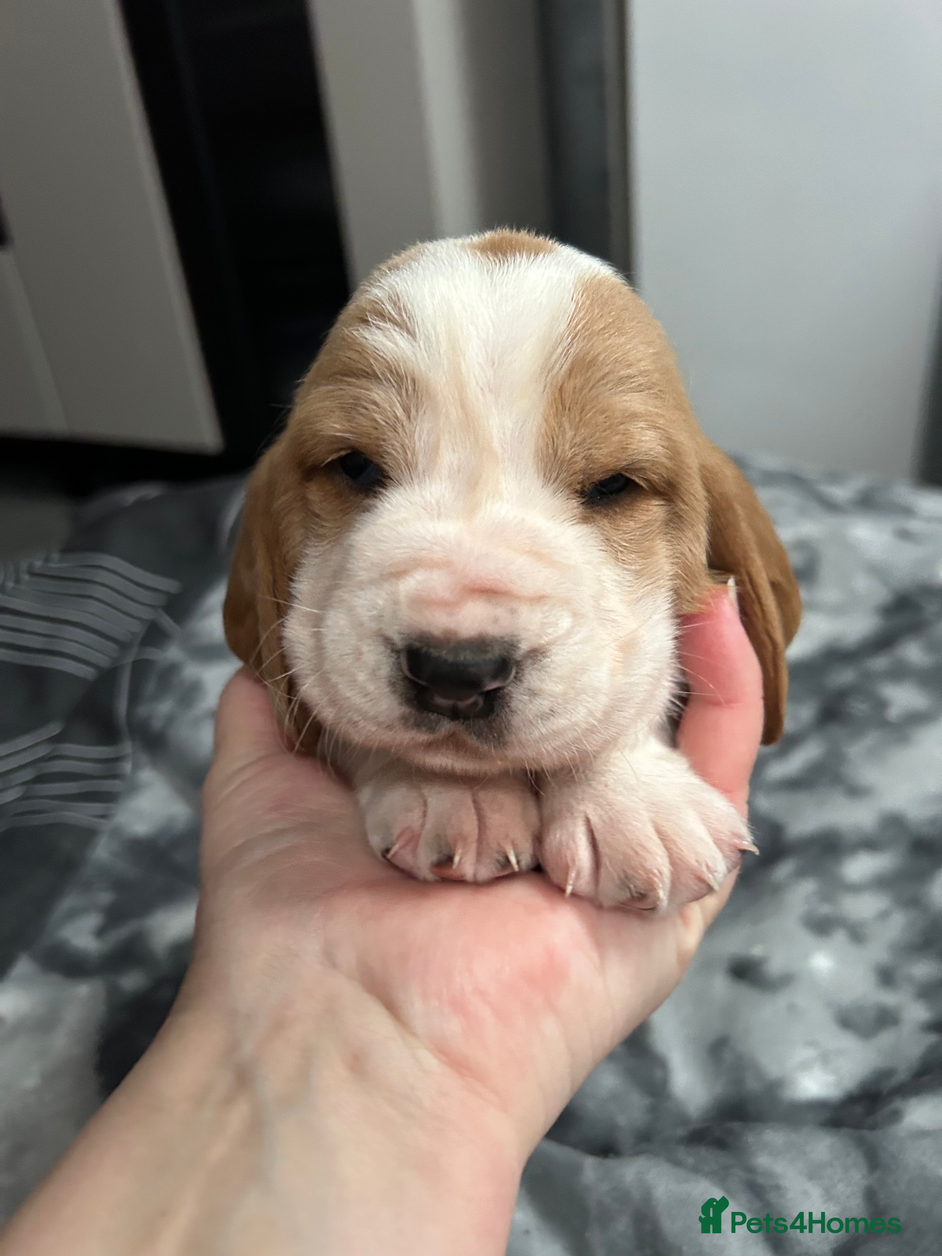 Basset Hound dogs Stunning Basset hound puppies!! KC reg. - Advert 1