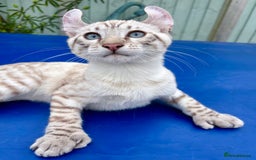 Keetso cats for sale: The best Keetso boy ever  - Image 8