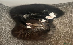 Mixed Breed cats for sale: Two Medium-Haired Kittens for sale - Image 2