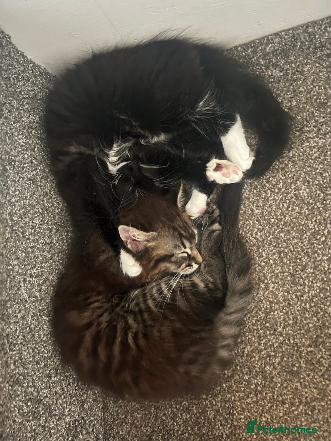 Mixed Breed cats for sale: Two Medium-Haired Kittens for sale - Image 2