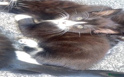 Norwegian Forest Cat cats for sale: Norwegian forest X kittens  - Image 1