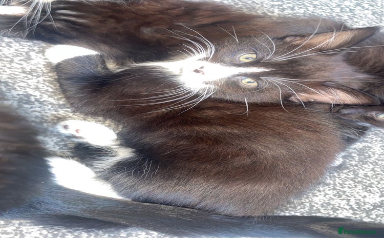 Norwegian Forest Cat cats - Advert 9