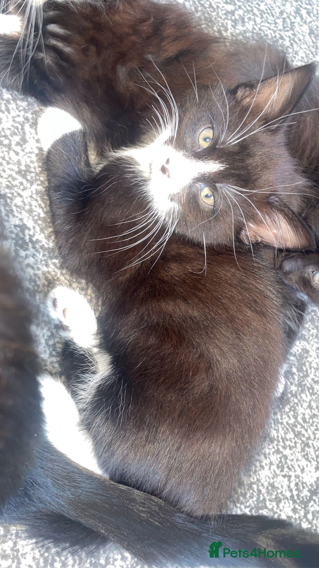 Norwegian Forest Cat cats for sale: Norwegian forest X kittens  - Image 1