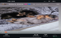 Pomeranian dogs for stud: Khabib the Pom open for stud - Image 6