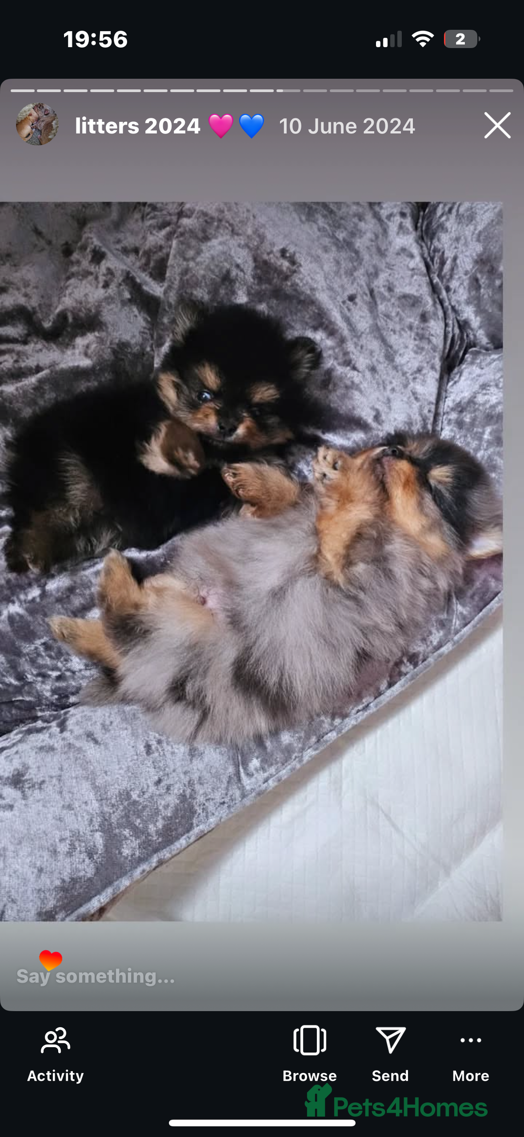 Pomeranian dogs for stud: Khabib the Pom open for stud - Image 6