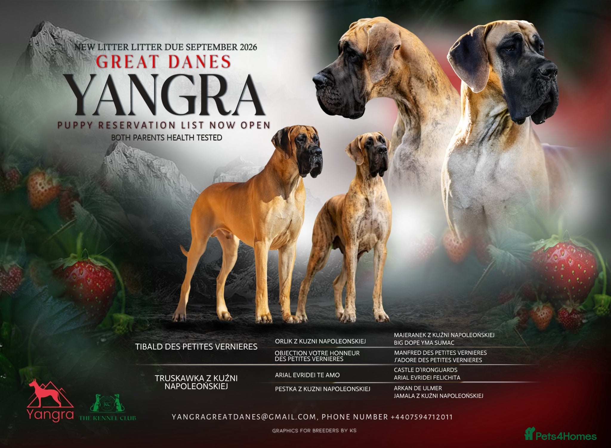 Great Dane dogs Carefully Planned Litter Reservation List Now Open - Advert 8