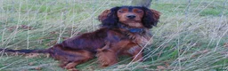 Cocker Spaniel dogs for stud: Working Cocker at Stud .Dorset in Dorchester - Advert 4