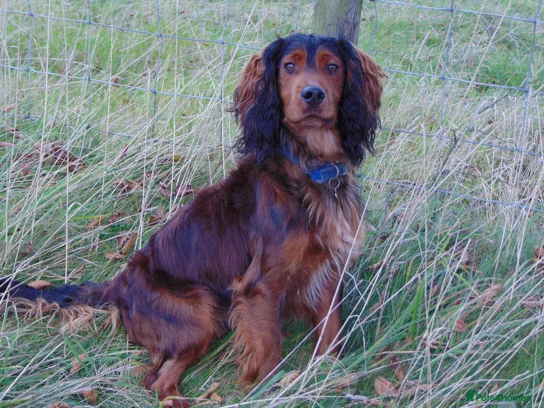 Cocker Spaniel dogs for stud: Working Cocker at Stud .Dorset in Dorchester - Advert 4