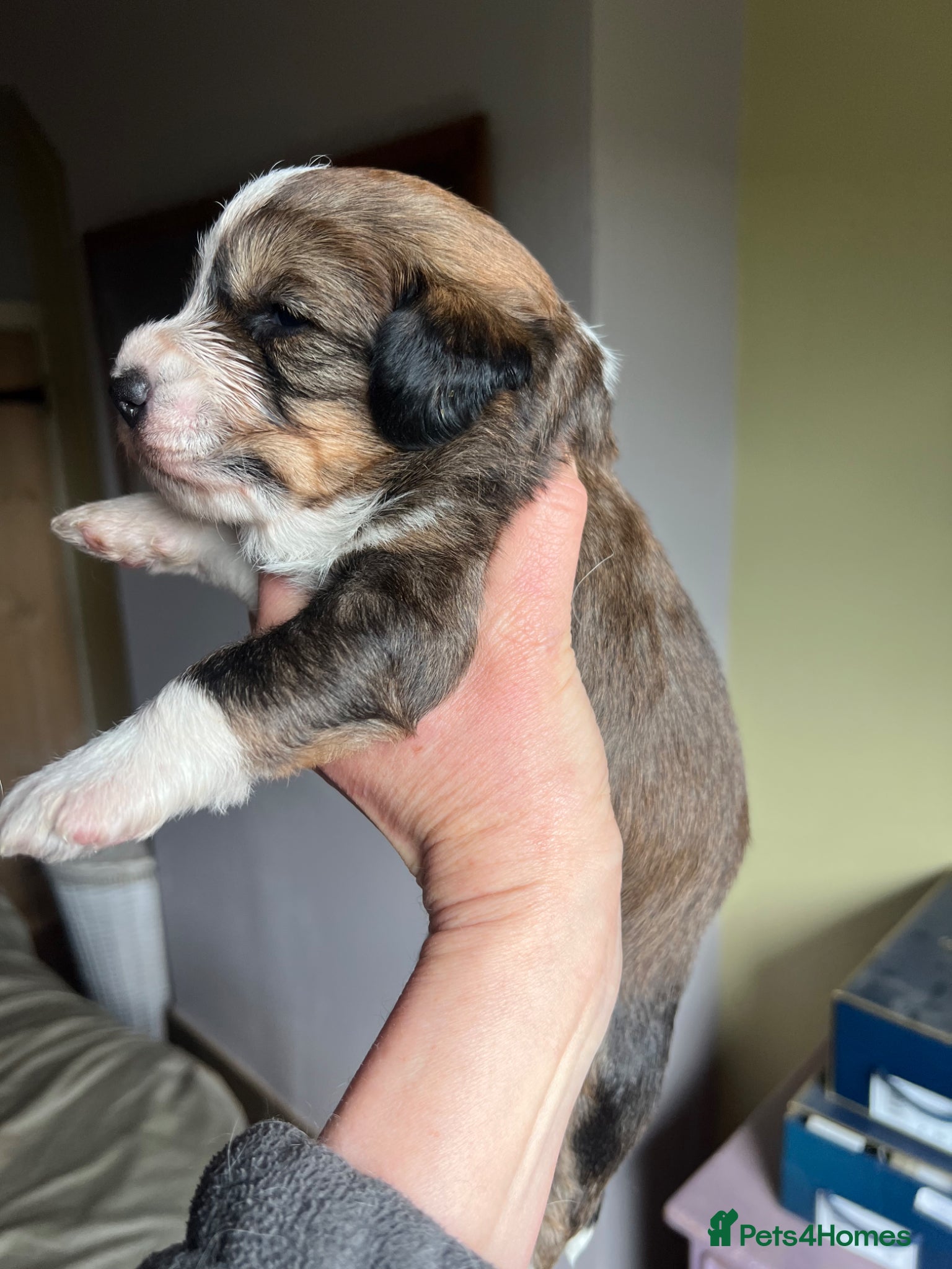 Bordoodle dogs F1 Bordoodle - extensive genetic testing clear - Advert 19