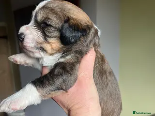 Bordoodle dogs F1 Bordoodle - extensive genetic testing clear - Advert 19