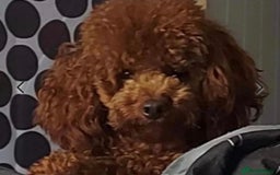 Toy Poodle dogs for sale:  Toy Poodle Puppy Looking for a Loving Home - Image 9