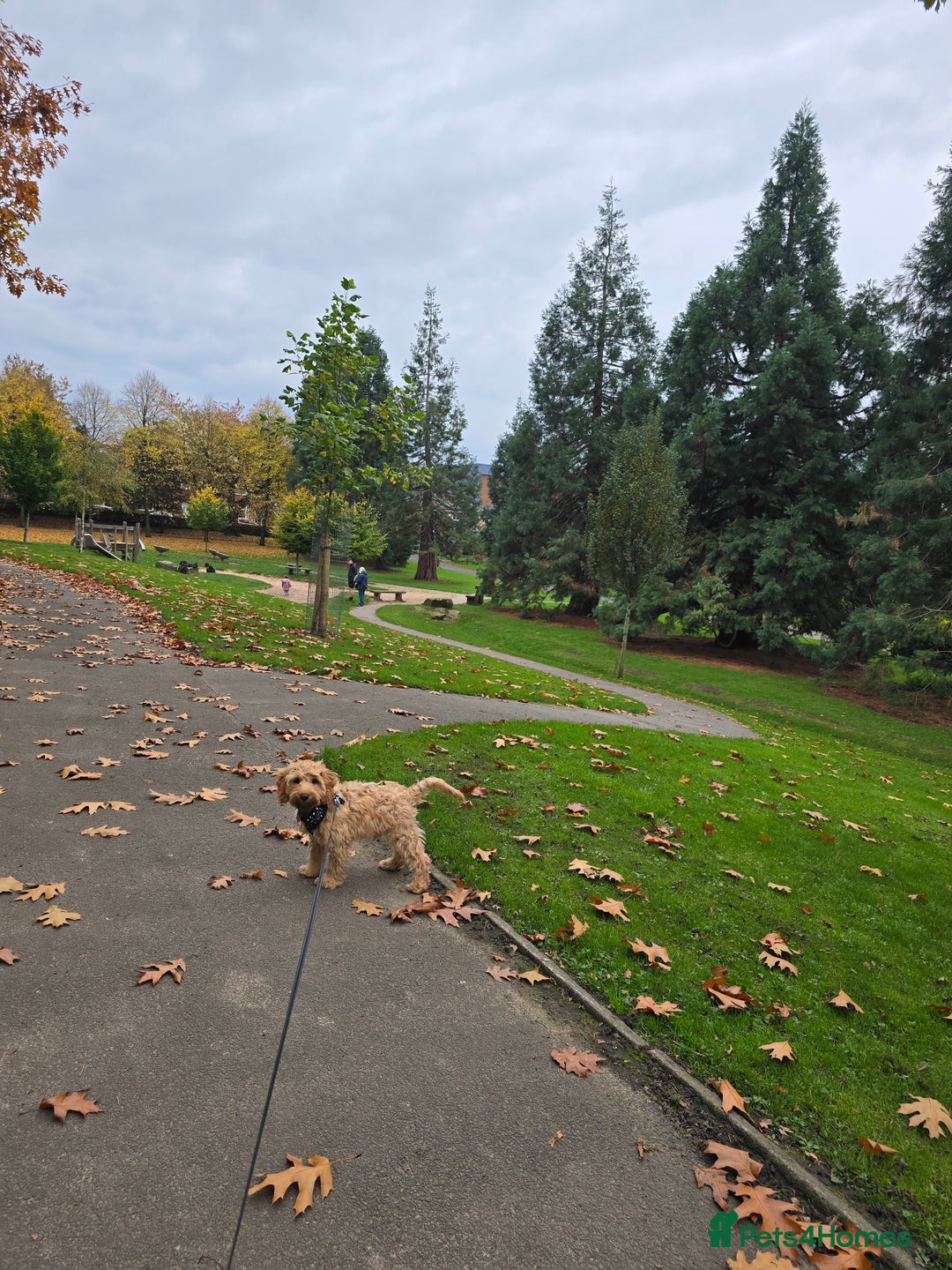 Cockapoo dogs for sale: Cockapoo  - Advert 3