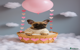 French Bulldog dogs for sale: Rare Sable Frenchie–Raised Right & Ready Now! 🍼🐾 in Preston - Image 37