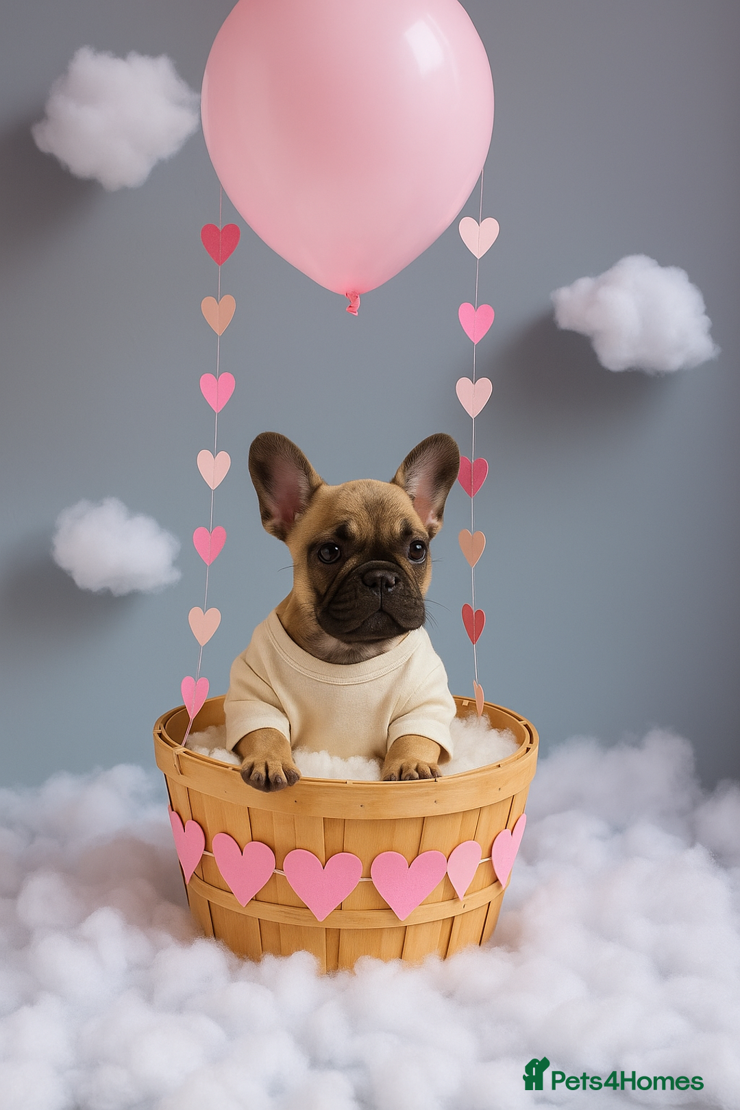 French Bulldog dogs for sale: Rare Sable Frenchie–Raised Right & Ready Now! 🍼🐾 in Preston - Image 37