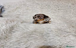 Miniature Dachshund dogs for sale: Miniature Daschund 🤏🏽 💖pink💖 - Image 2