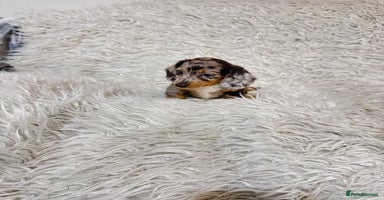 Miniature Dachshund dogs - Advert 5