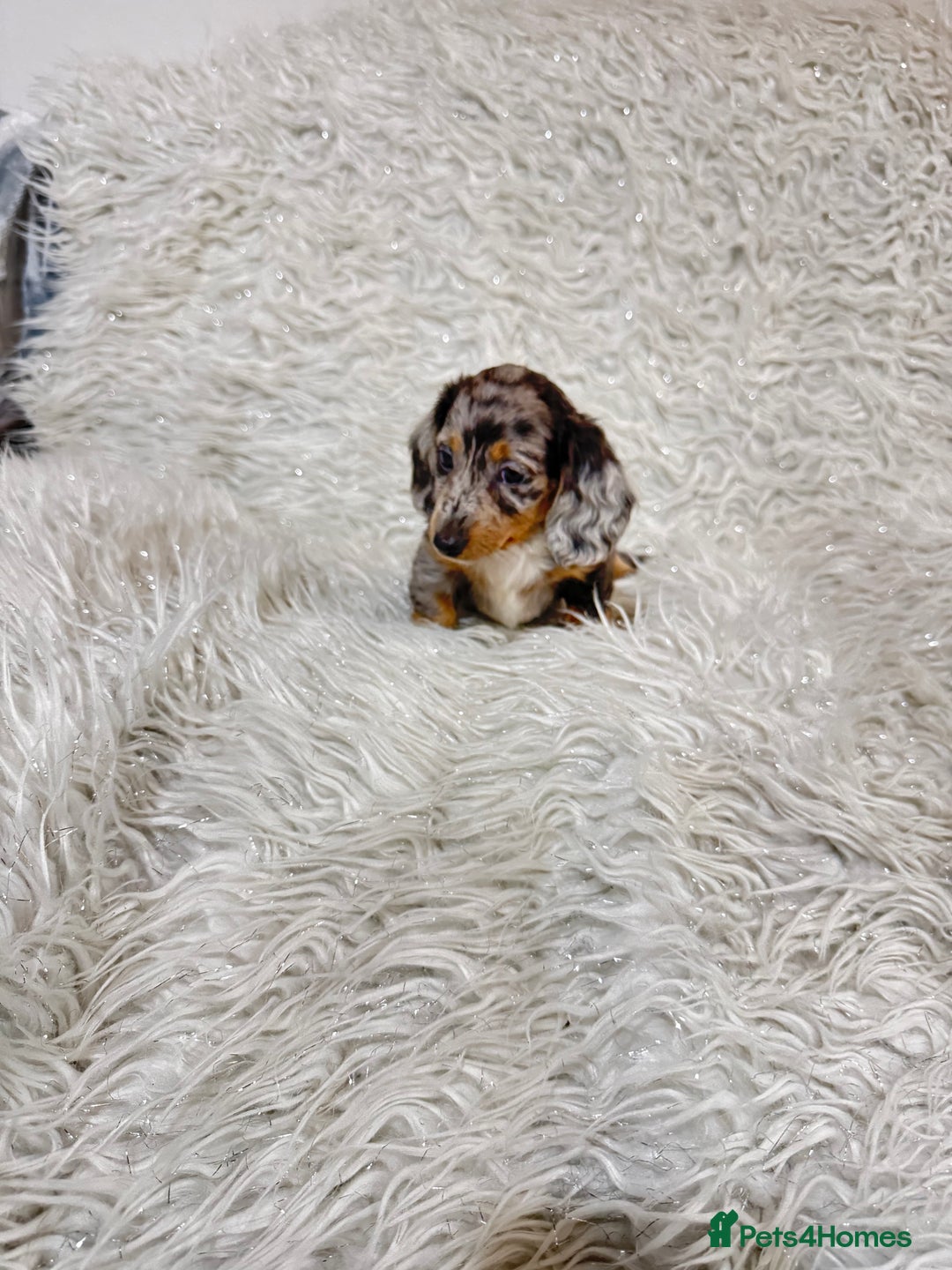 Miniature Dachshund dogs for sale: Miniature Daschund 🤏🏽 💖pink💖 - Image 2
