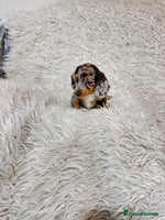 Miniature Dachshund dogs - Advert 5