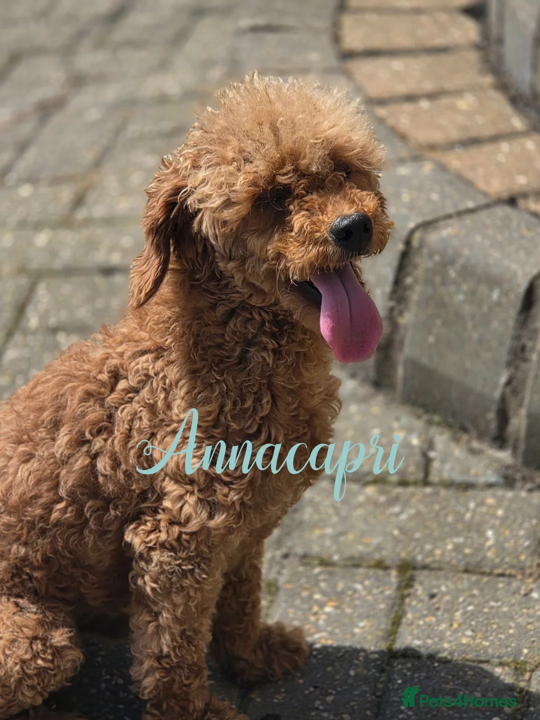 Toy Poodle dogs for stud: Stunning red toy boy not for sale stud only  - Advert 3