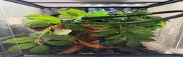Gecko reptiles for sale: 2 crested geckos  in Runcorn - Advert 4