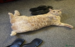 British Shorthair cats for sale: Beautiful BSH Cats Brother and Sister  - Image 12