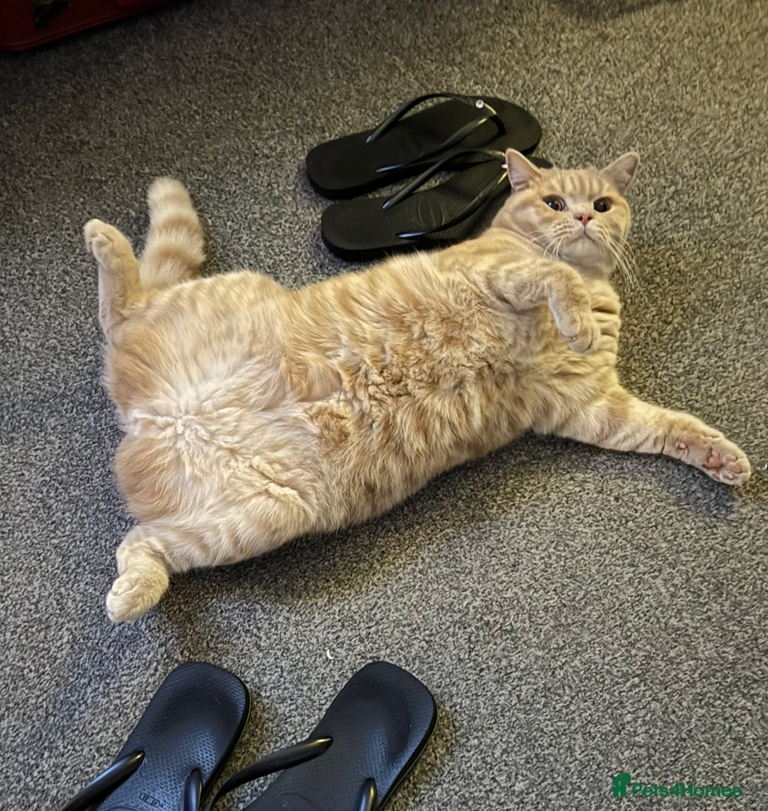 British Shorthair cats for sale: Beautiful BSH Cats Brother and Sister  - Image 12