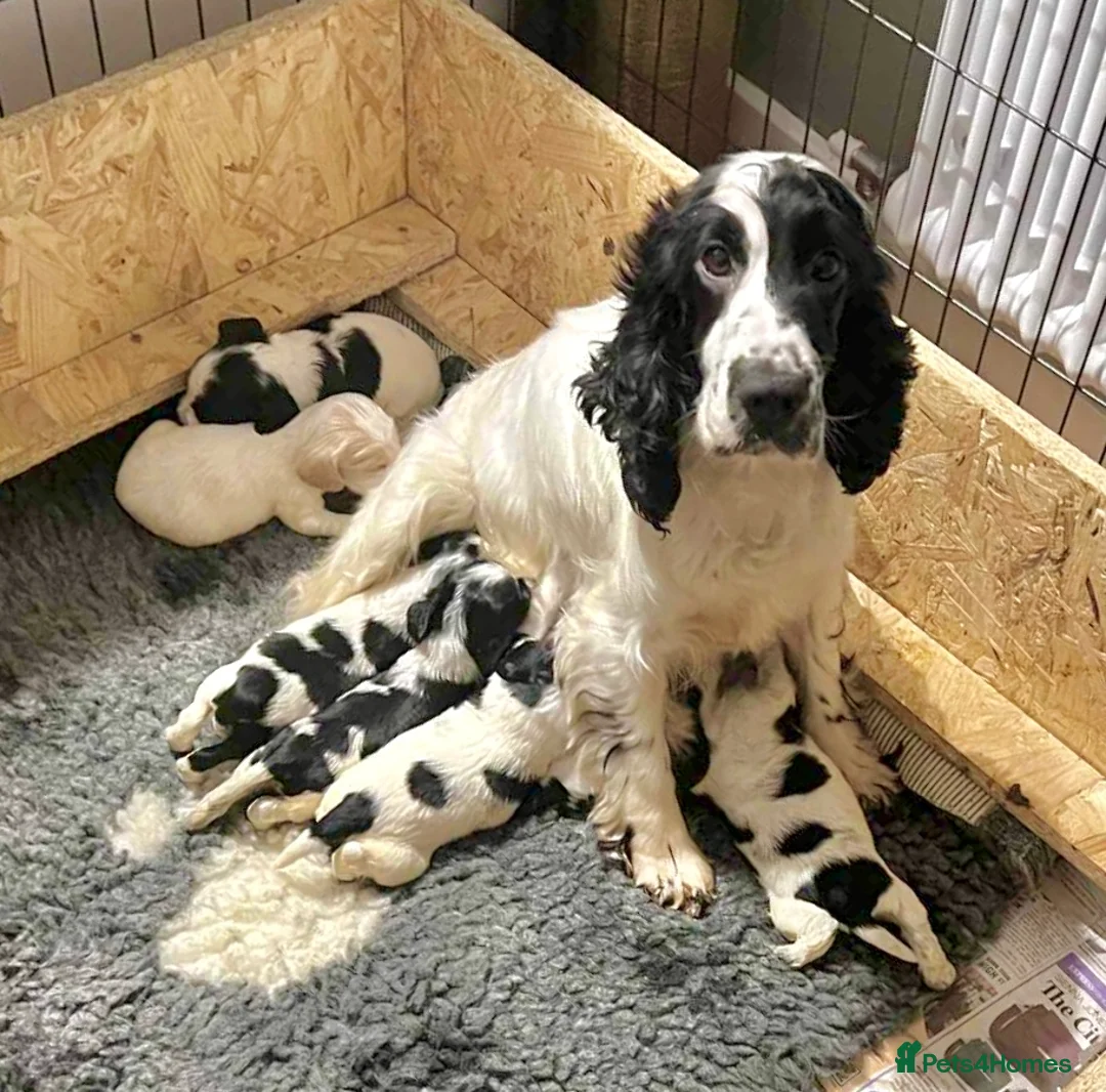 Cocker Spaniel dogs for sale: Show Type Cocker Spaniel Puppies  - Advert 8