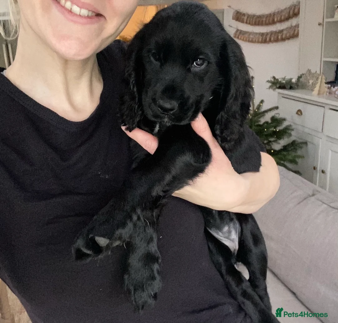 Cocker Spaniel dogs for sale: Beautiful 5 Year Old Cocker Spaniel Bitch  - Advert 8