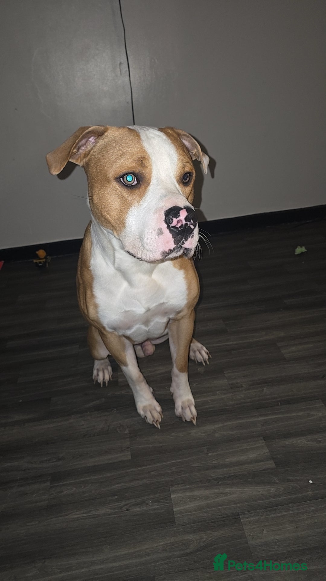 Mixed Breed dogs for sale: Boxer x Staff - Image 2