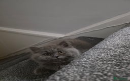 British Longhair cats for sale: British long hair x long hair  - Image 3