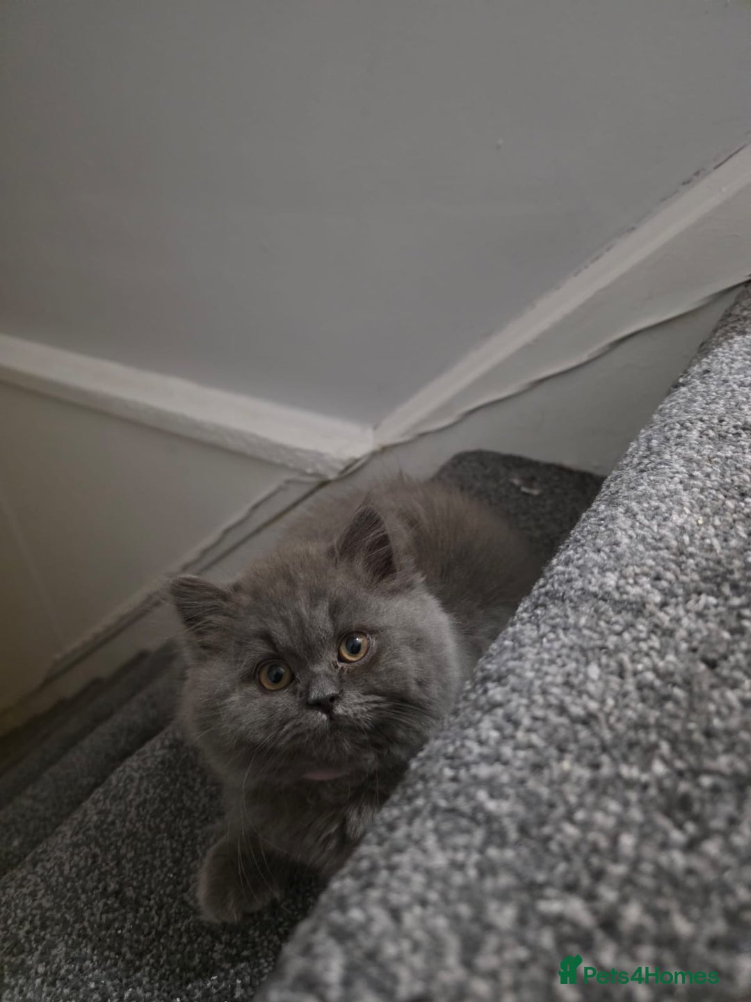 British Longhair cats for sale: British long hair x long hair  - Image 3