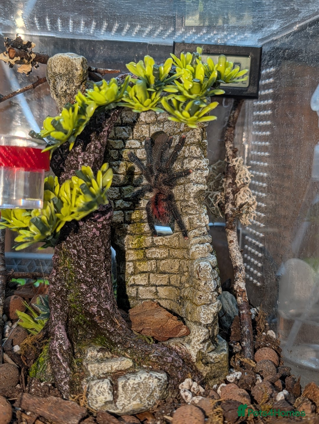 Spiders invertebrates for sale: Avicularia Juruensis - unsexed - Advert 4