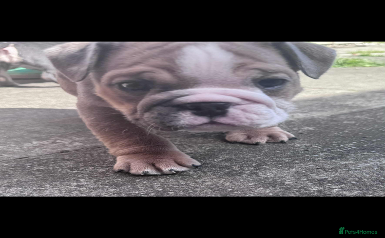 English Bulldog dogs - Advert 2