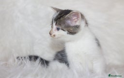 Mixed Breed cats for sale: 5 Happy Playful Kittens  - Advert 7