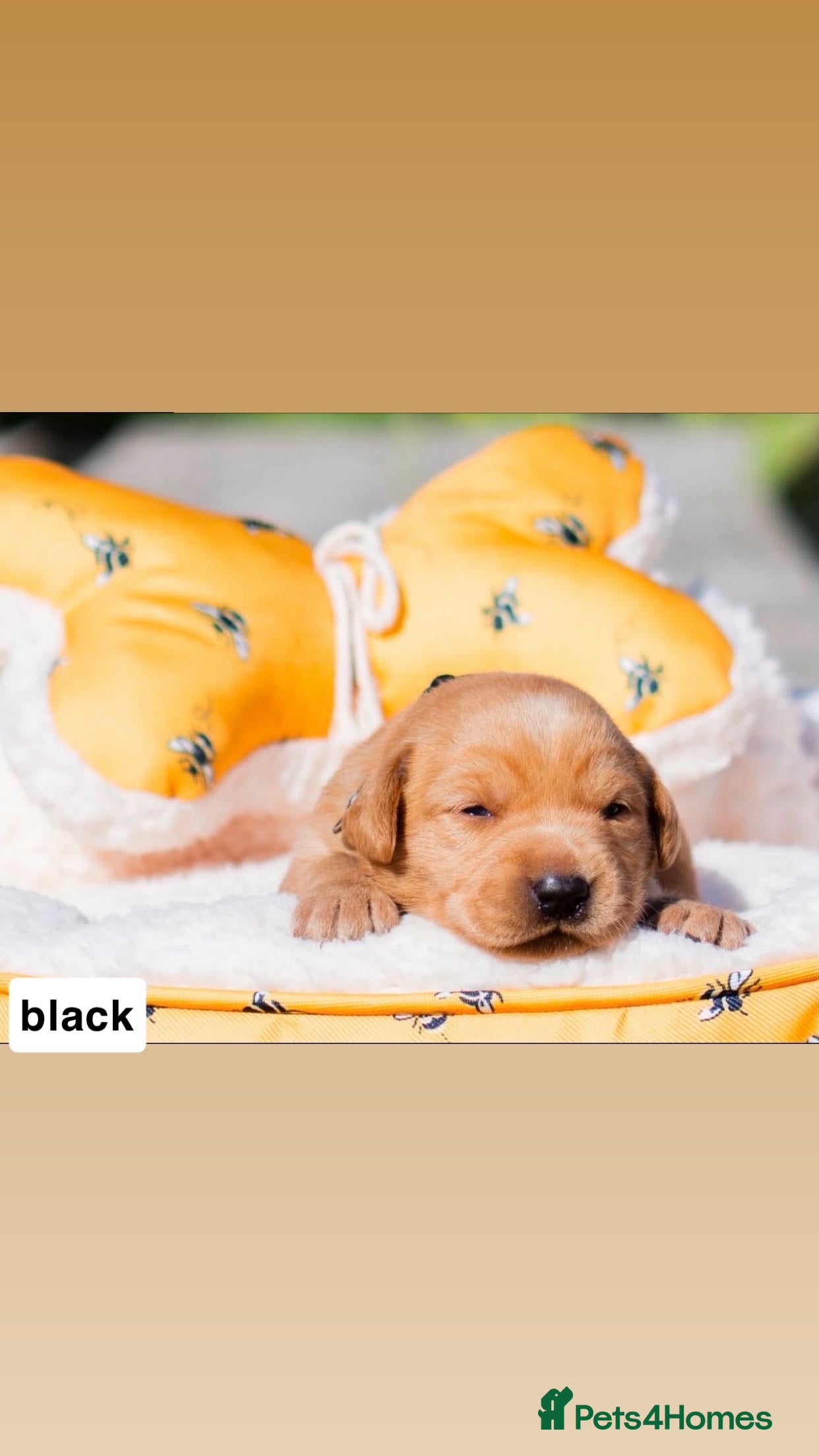Labrador Retriever dogs Exceptional Stunning Labrador Puppies  - Advert 2